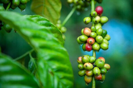 The Arabica species (credit: Photo by Armin Hari for World Coffee Research)