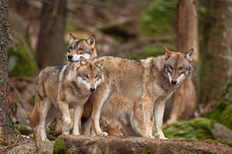 In Lombardia almeno 21 branchi di lupi, 'vanno contenuti'