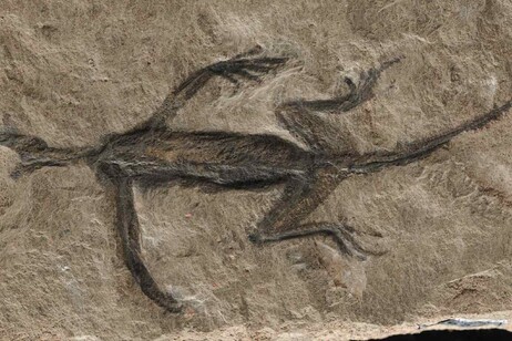 Sul Tridentinosaurus antiquus,applicato oltre cento anni fa uno strato di colorante Foto/Muse Trento