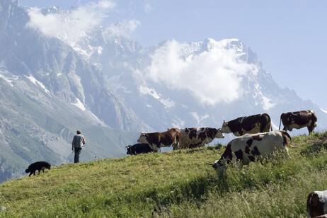 Agricoltura: mucche al pascolo in Valle d'Aosta