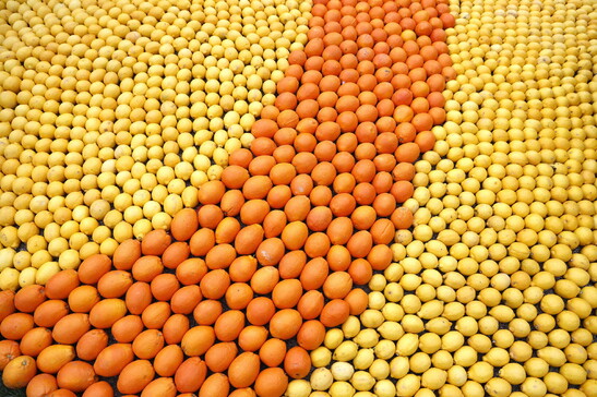 Dalla ricerca nuove arance anti-siccità e lunga vita ai succhi