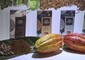 La filiera del cacao in un viaggio virtuale con i coltivatori © ANSA
