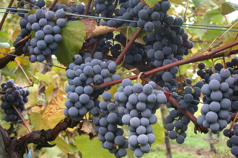 L 'uva nera è ricca di resveratrolo - RIPRODUZIONE RISERVATA