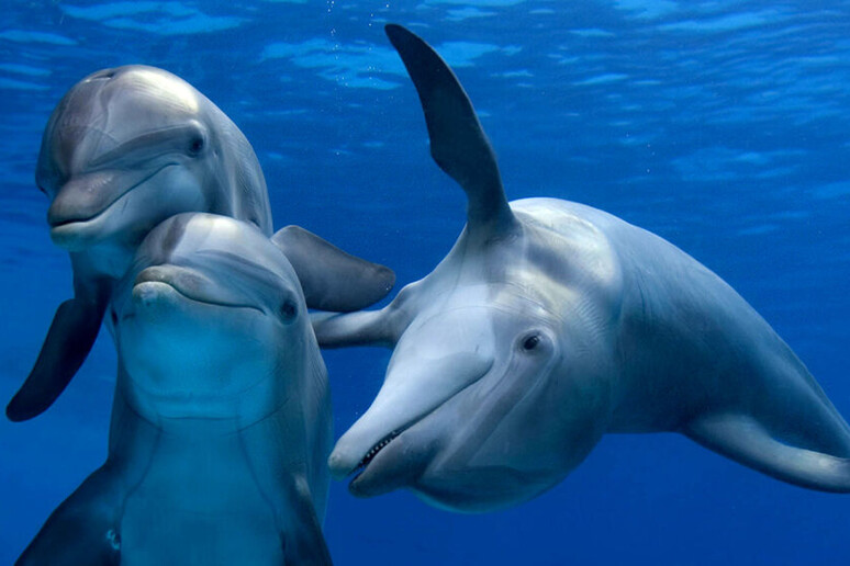 Così orche e delfini producono suoni alla Kim Kardashian - RIPRODUZIONE RISERVATA