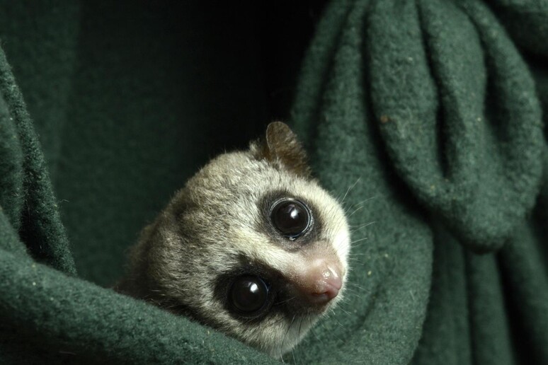Risvegliati i primi lemuri entrati in letargo in cattività (fonte: D. Haring, Duke Lemur Center) - RIPRODUZIONE RISERVATA
