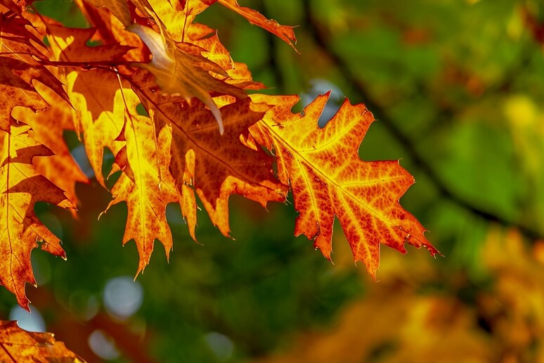 La velocità dei venti cambia la tempistica del foliage autunnale (fonte: Pixabay) - RIPRODUZIONE RISERVATA