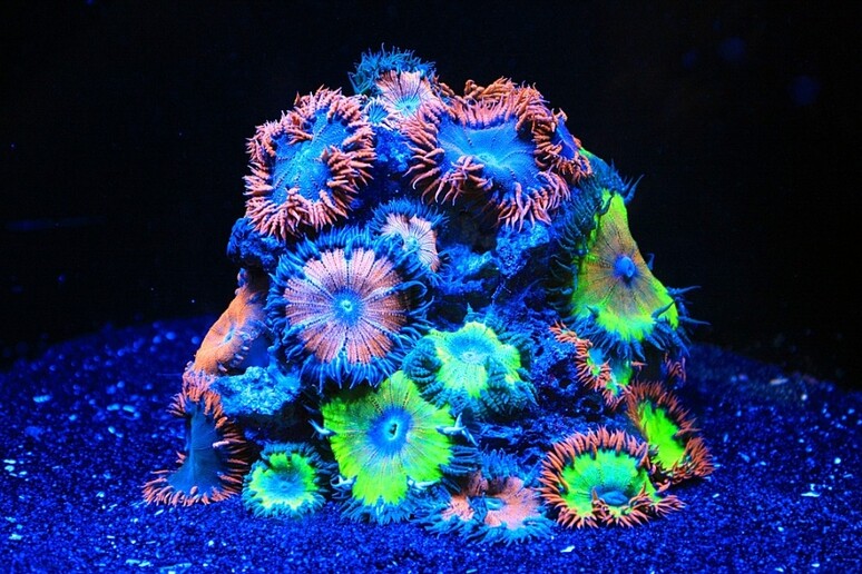 Una colonia di coralli (fonte: Pixabay) - RIPRODUZIONE RISERVATA