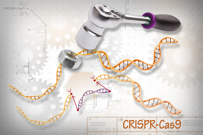 Rappresentazione grafica della tecnica Crispr (fonte: Ernesto del Aguila III, National Human Genome Research Institute, National Institutes of Health) - RIPRODUZIONE RISERVATA
