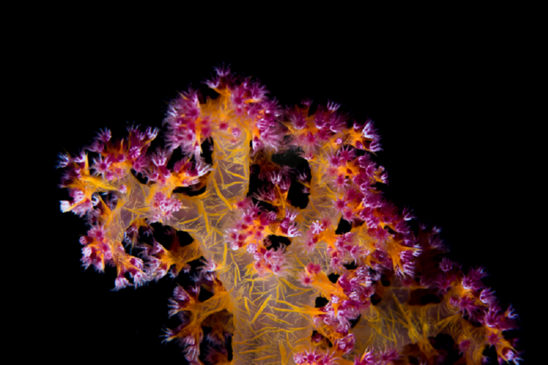 I coralli soffrono gli effetti del riscaldamento globale (fonte: KAUST; Morgan Bennett Smith) - RIPRODUZIONE RISERVATA