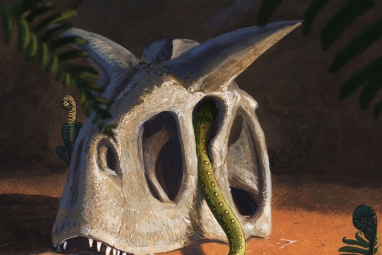L’evoluzione dei serpenti è stata favorita dall 'asteroide che cancellò i dinosauri (fonte: J. Knuppe) - RIPRODUZIONE RISERVATA