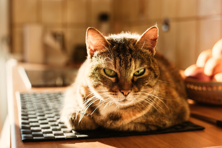 Stress da smartworking anche per i gatti - RIPRODUZIONE RISERVATA