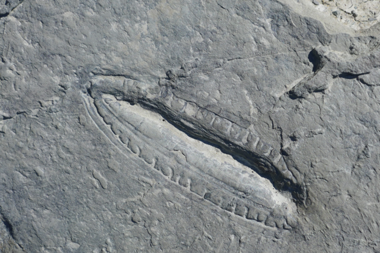 Fossile di Kimberella, un esemplare della fauna di Ediacara (Fonte: Dr Ilya Bobrovskiy/GFZ-Potsdam) - RIPRODUZIONE RISERVATA