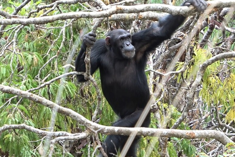 Uno scimpanzé maschio adulto cammina eretto tra i rami (fonte: Rhianna Drummond-Clarke) - RIPRODUZIONE RISERVATA