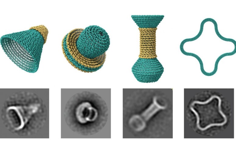 Esempi delle nanostrutture ottenute modellando il Dna. In alto i modell, in basso gli oggetti realòi visti al microscopio elettronico (fonte: Raghu Pradeep Narayanan e Abhay Prasad, Yan lab, Arizona State University) - RIPRODUZIONE RISERVATA