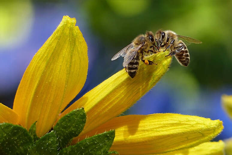 Parassiti, pesticidi ed eventi meteo estremi sono i peggiori nemici delle api (fonte: Pexels) - RIPRODUZIONE RISERVATA