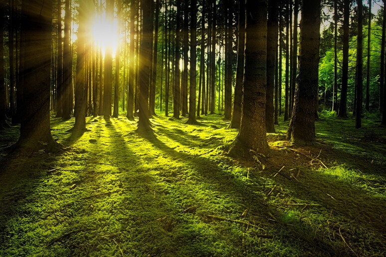 La maggior parte delle foreste messe alla prova dai cambiamenti climatici (fonte: Pixabay) - RIPRODUZIONE RISERVATA