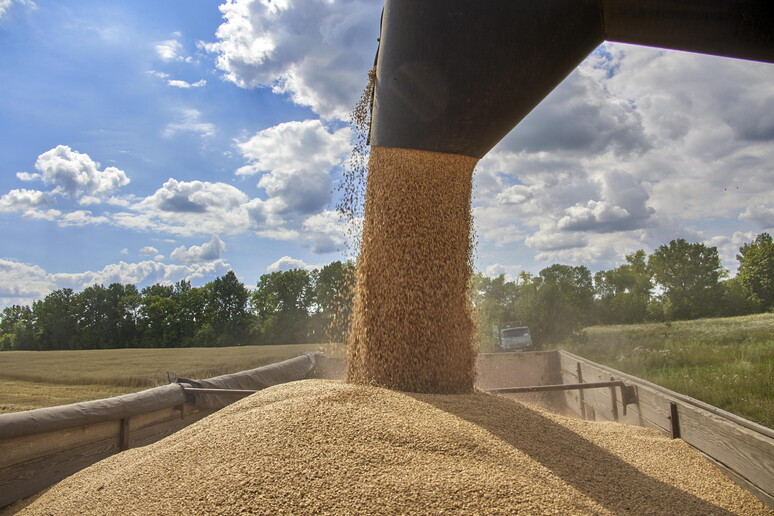 Raccolta del grano in una fattoria nelle vicinanza di Kharkiv, Ucraina © ANSA/EPA