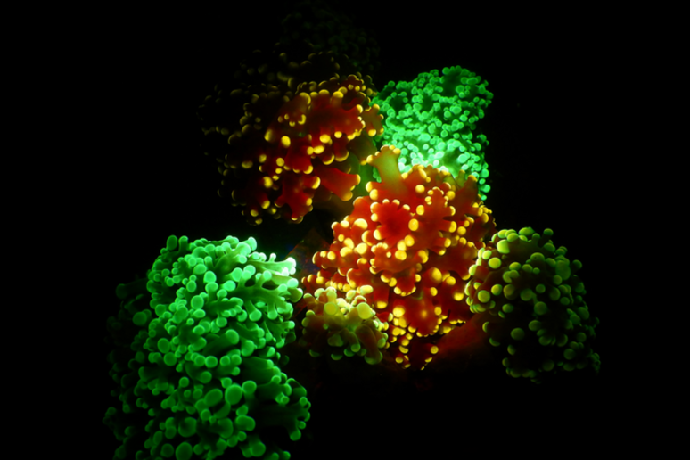 Coralli fluorescenti. Vivono fino a 45 chilometri di profondità e usano la fluorescenza per attirare le prede (fonte: Tel Aviv University) - RIPRODUZIONE RISERVATA