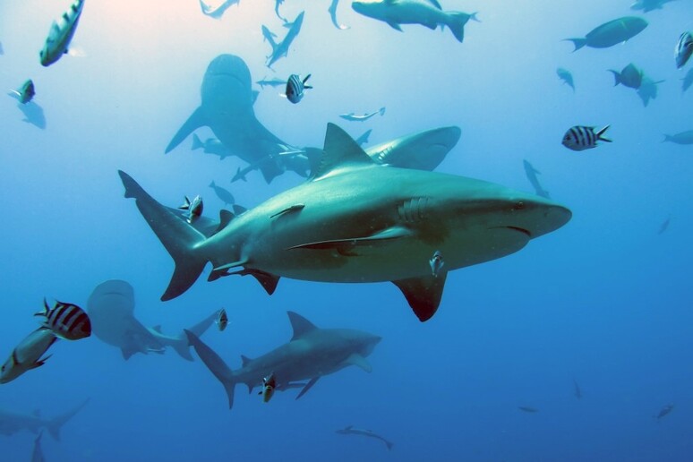 Lo squalo toro, qui fotografato alle isole Fiji, è tra le specie di squalo delle barriere coralline più minacciate (Fonte: Colin Simpfendorfer) - RIPRODUZIONE RISERVATA