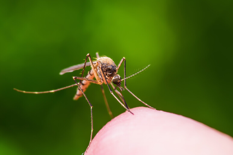Una zanzara portatrice di alcune malattie tropicali - RIPRODUZIONE RISERVATA
