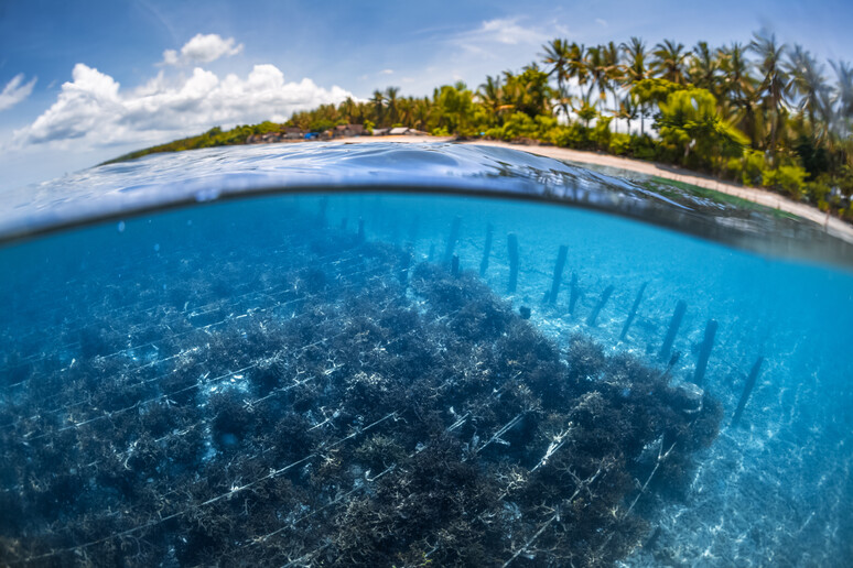 Scatto subacqueo del giardino di alghe sull 'isola di Nusa Penida a Bali, Indonesia (fonte: Dudarev Mikhail) - RIPRODUZIONE RISERVATA