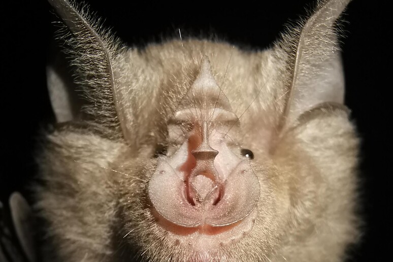 Il pipistrello ferro di cavallo vive in gruppo e può raggiungere i 30 anni di età (fonte: Pingfen Zhu) - RIPRODUZIONE RISERVATA