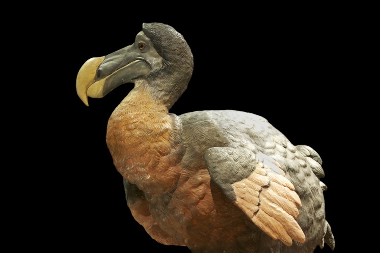 Modello in cera del Dodo conservato nel Museo Nazionale di Storia naturale di Parigi (fonte: Jebulon, da Wikipedia) - RIPRODUZIONE RISERVATA