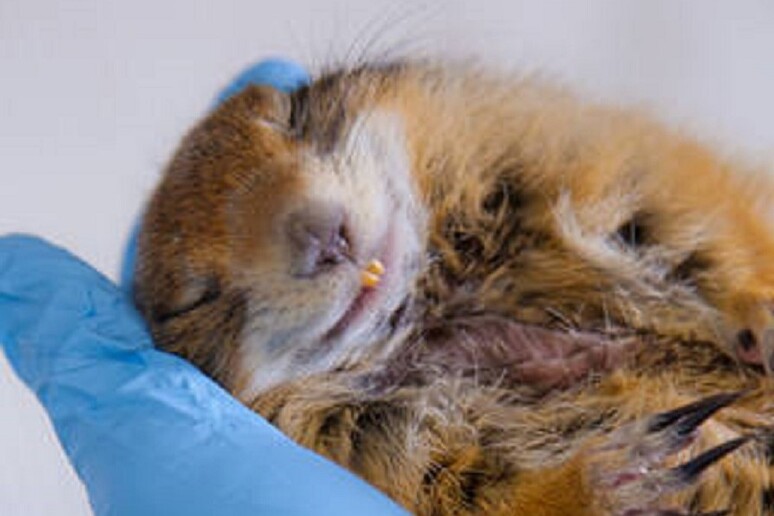 Gli scoiattoli di terra artici vanno in letargo per otto-nove mesi l’anno senza mangiare, entrando in un vero e proprio stato di ibernazione (fonte: Todd Paris, University of Alaska) - RIPRODUZIONE RISERVATA