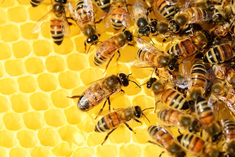 Le giovani api vanno a scuola di danza (fonte: Pixabay) - RIPRODUZIONE RISERVATA