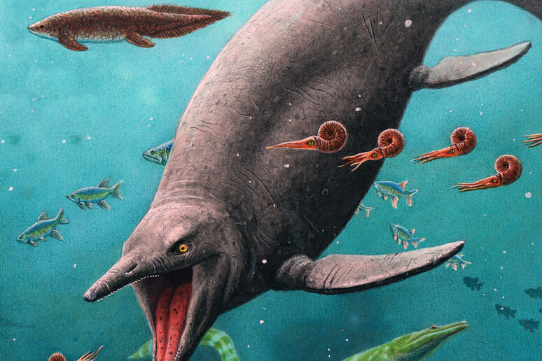 Ricostruzione artistica del più antico rettile marino, vissuto 250 milioni di anni fa (fonte: Esther van Hulsen) - RIPRODUZIONE RISERVATA