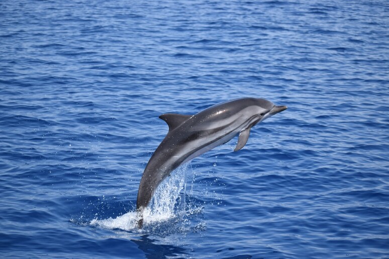 Un delfino nel Golfo di Tatanto (fonte: CNR) - RIPRODUZIONE RISERVATA