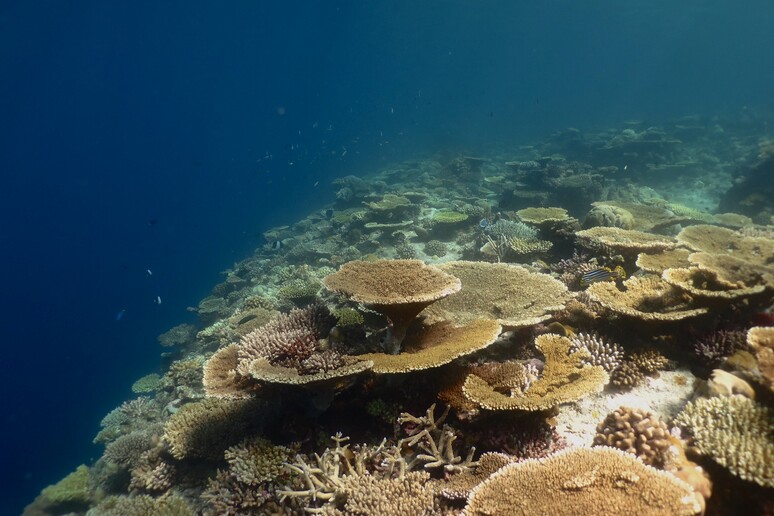 Coralsa in Magoodhoo isle,  Faafu, Maldives (credit: University of Milano-Bicocca) - RIPRODUZIONE RISERVATA