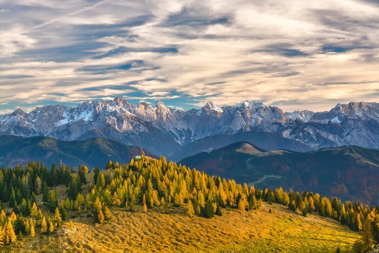 L 'abete bianco e il faggio europeo sono fra le specie più a rischio sui monti italiani  (fonte: Pixabay) - RIPRODUZIONE RISERVATA